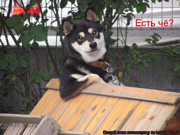 Есть чё?... Котоматрица: Есть чё?