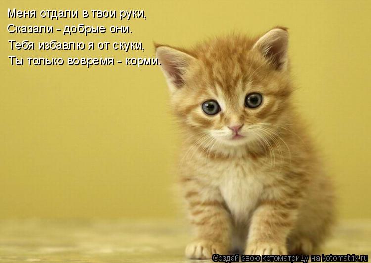 Котоматрица: Меня отдали в твои руки, Сказали - добрые они. Тебя избавлю я от скуки, Ты только вовремя - корми.