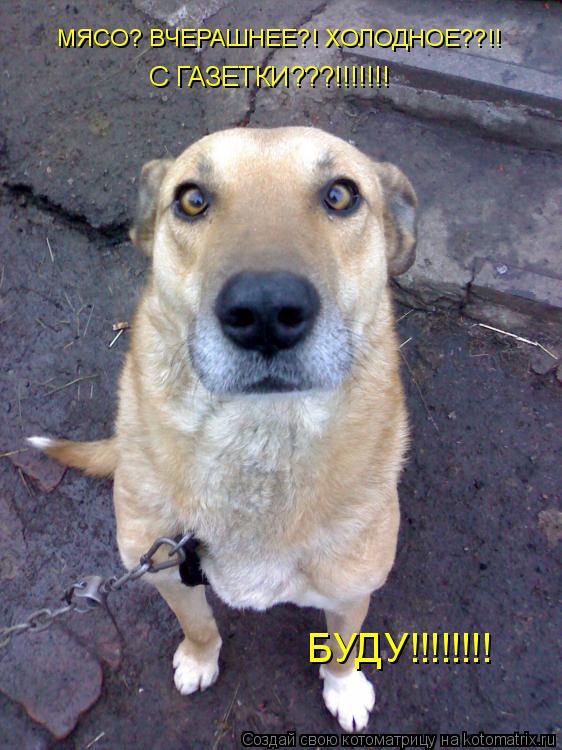 Котоматрица: МЯСО? ВЧЕРАШНЕЕ?! ХОЛОДНОЕ??!! С ГАЗЕТКИ???!!!!!!! БУДУ!!!!!!!!
