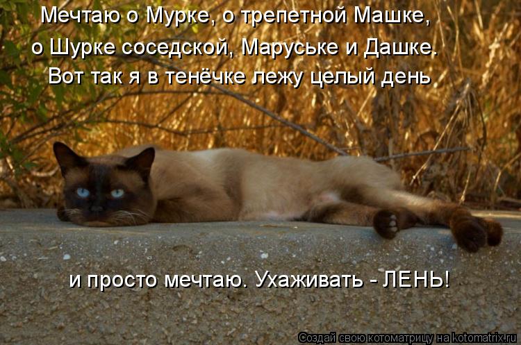Мечтаю о Мурке, о трепетной Машке, о Шурке соседской, Маруське и Дашке. Вот так я в тенёчке лежу целы... Котоматрица: Мечтаю о Мурке, о трепетной Машке, о Шурке соседской, Маруське и Дашке. Вот так я в тенёчке лежу целый день и просто мечтаю. Ухаживать - ЛЕНЬ!