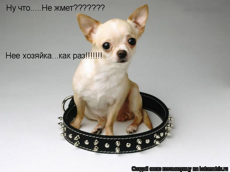 Котоматрица: Ну что.....Не жмет??????? Нее хозяйка...как раз!!!!!!!