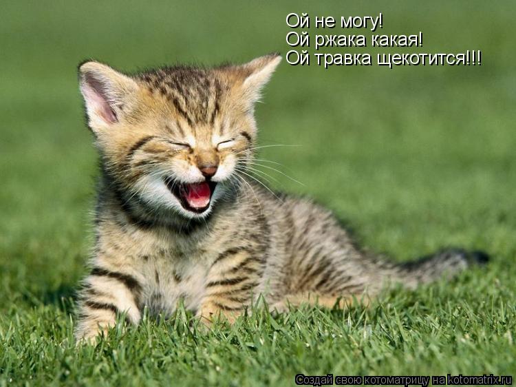 Котоматрица: Ой не могу! Ой ржака какая! Ой травка щекотится!!!