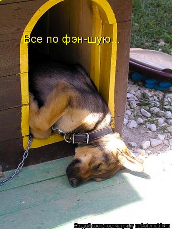 Котоматрица: Все по фэн-шую...