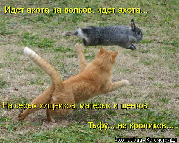 Котоматрица: Идет ахота на волков, идет ахота... На серых хищников, матерых и щенков... Тьфу... на кроликов...