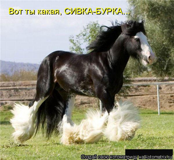 Котоматрица: Вот ты какая, СИВКА-БУРКА...