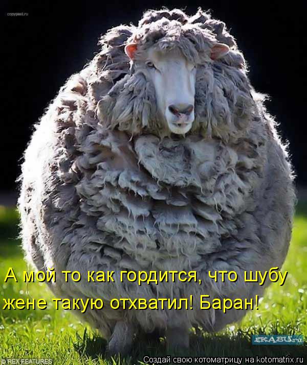 А мой то как гордится, что шубу жене такую отхватил! Баран!... Котоматрица: А мой то как гордится, что шубу жене такую отхватил! Баран!