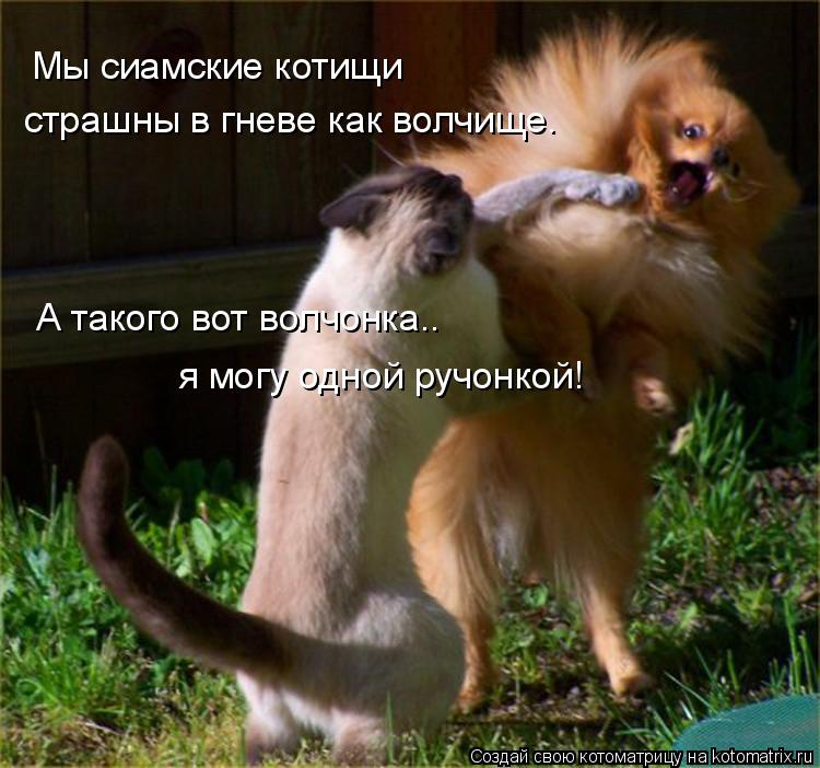 Мы сиамские котищи страшны в гневе как волчище. А такого вот волчонка.. я могу одной ручонкой!... Котоматрица: Мы сиамские котищи страшны в гневе как волчище. А такого вот волчонка.. я могу одной ручонкой!