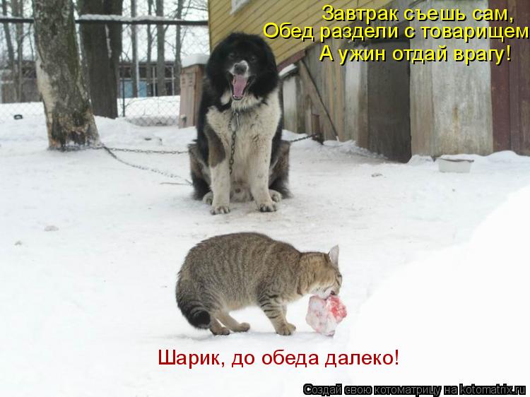 Завтрак съешь сам, Обед раздели с товарищем, А ужин отдай врагу! Шарик, до обеда далеко!... Котоматрица: Завтрак съешь сам, Обед раздели с товарищем, А ужин отдай врагу! Шарик, до обеда далеко!
