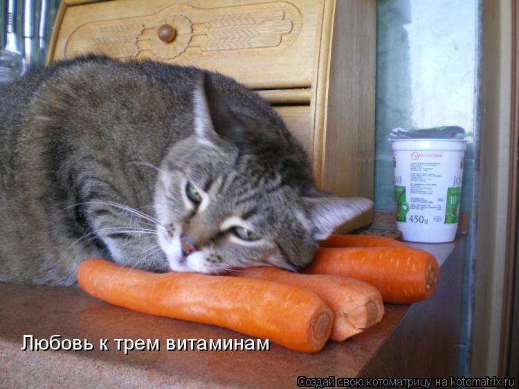 Любовь к трем витаминам... Котоматрица: Любовь к трем витаминам