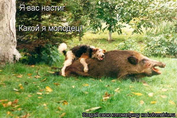 Я вас настиг. Какой я молодец!... Котоматрица: Я вас настиг. Какой я молодец!