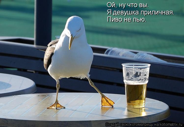 Ой, ну что вы… Я девушка приличная. Пиво не пью.... Котоматрица: Ой, ну что вы… Я девушка приличная. Пиво не пью.