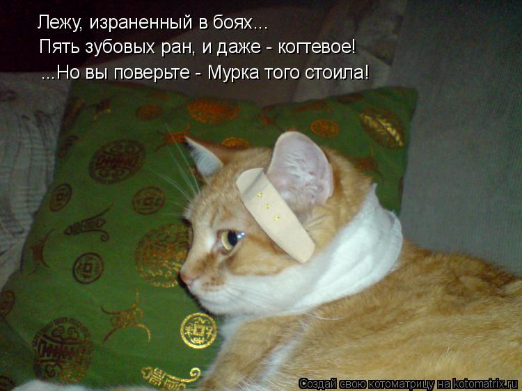 Лежу, израненный в боях... Пять зубовых ран, и даже - когтевое! ...Но вы поверьте - Мурка того стоила... Котоматрица: Лежу, израненный в боях... Пять зубовых ран, и даже - когтевое! ...Но вы поверьте - Мурка того стоила!