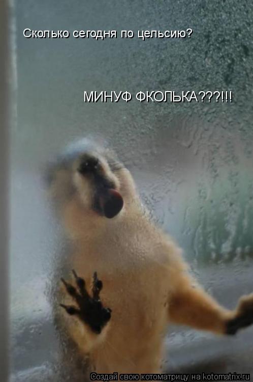 МИНУФ ФКОЛЬКА???!!! Сколько сегодня по цельсию?... Котоматрица: МИНУФ ФКОЛЬКА???!!! Сколько сегодня по цельсию?