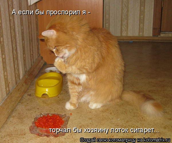 А если бы проспорил я - торчал бы хозяину лоток сигарет...... Котоматрица: А если бы проспорил я - торчал бы хозяину лоток сигарет...