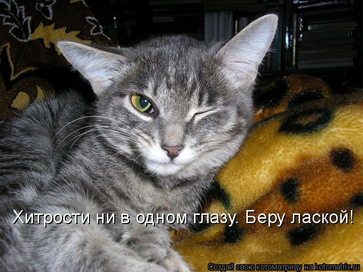 Хитрости ни в одном глазу. Беру лаской!... Котоматрица: Хитрости ни в одном глазу. Беру лаской!
