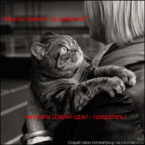 Нашла презент за диваном? неужели Шарик сдал - предатель!... Котоматрица: Нашла презент за диваном? неужели Шарик сдал - предатель!
