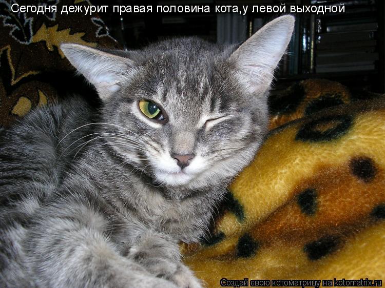 Сегодня дежурит правая половина кота,у левой выходной... Котоматрица: Сегодня дежурит правая половина кота,у левой выходной