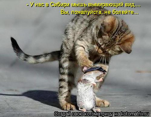 Котоматрица: - У нас в Сибири мышь вымирающий вид.... Вы, пожалуйста, не болейте...