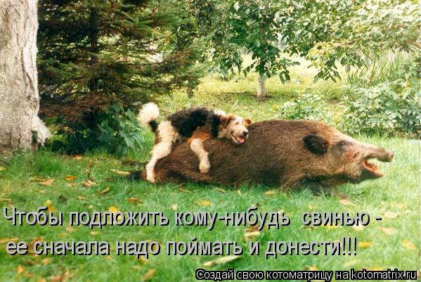 Чтобы подложить кому-нибудь свинью - ее сначала надо поймать и донести!!!... Котоматрица: Чтобы подложить кому-нибудь свинью - ее сначала надо поймать и донести!!!
