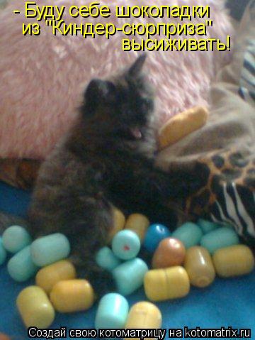 Котоматрица: - Буду себе шоколадки из "Киндер-сюрприза" высиживать!