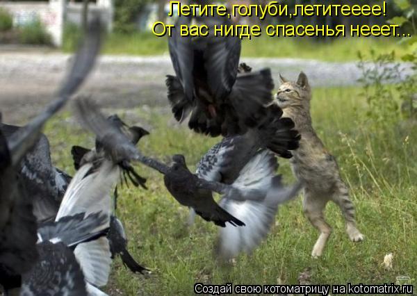 Котоматрица: Летите,голуби,летитееее! От вас нигде спасенья нееет...
