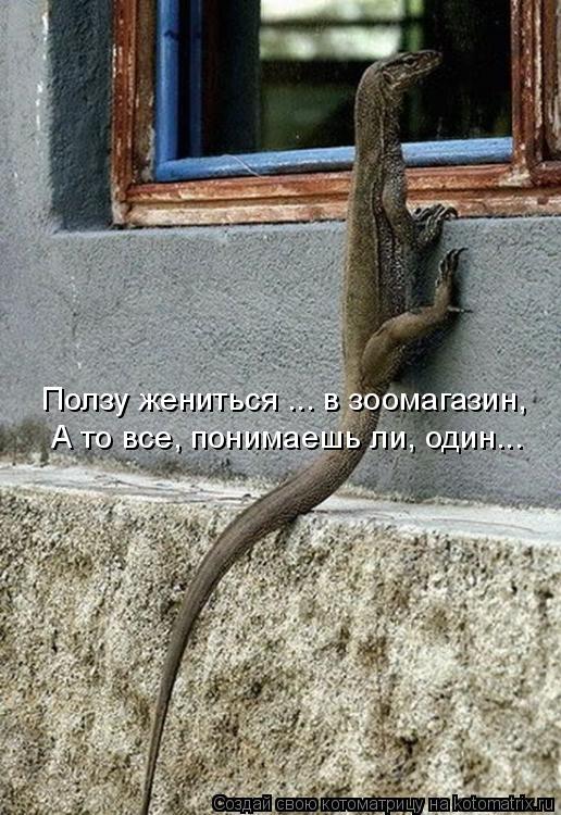 Ползу жениться ... в зоомагазин, А то все, понимаешь ли, один...... Котоматрица: Ползу жениться ... в зоомагазин, А то все, понимаешь ли, один...