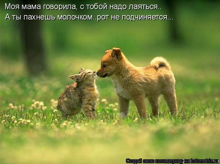 Моя мама говорила, с тобой надо лаяться.. А ты пахнешь молочком..рот не подчиняется...... Котоматрица: Моя мама говорила, с тобой надо лаяться.. А ты пахнешь молочком..рот не подчиняется...