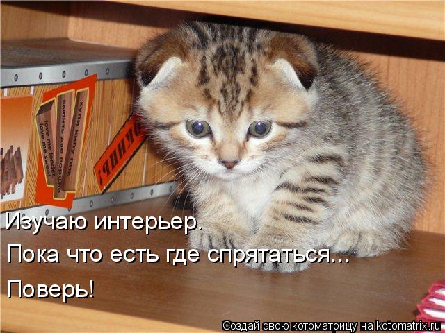 Изучаю интерьер. Пока что есть где спрятаться... Поверь!... Котоматрица: Изучаю интерьер. Пока что есть где спрятаться... Поверь!