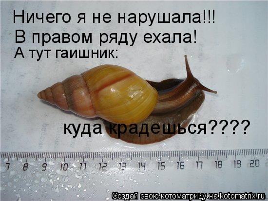 Котоматрица: Ничего я не нарушала!!! В правом ряду ехала! А тут гаишник: куда крадешься????