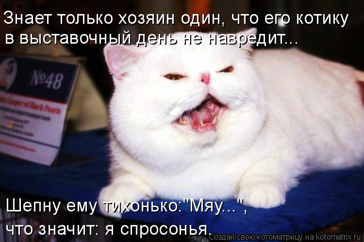 Котоматрица: Знает только хозяин один, что его котику в выставочный день не навредит... Шепну ему тихонько:"Мяу...",  что значит: я спросонья.