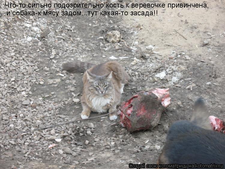 Котоматрица: и собака-к мясу задом...тут какая-то засада!! Что-то сильно подозрительно:кость к веревочке привинчена,