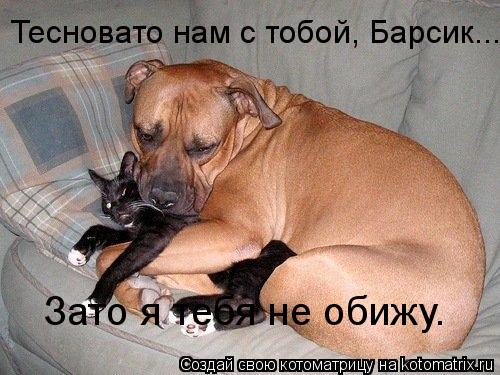 Котоматрица: Тесновато нам с тобой, Барсик... Зато я тебя не обижу.