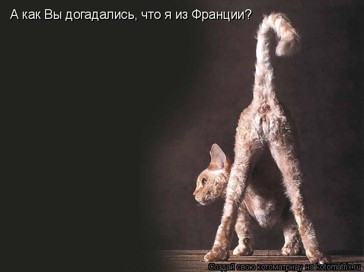 Котоматрица: А как Вы догадались, что я из Франции?