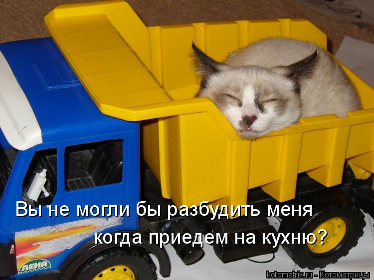 Вы не могли бы разбудить меня когда приедем на кухню?... Котоматрица: Вы не могли бы разбудить меня когда приедем на кухню?