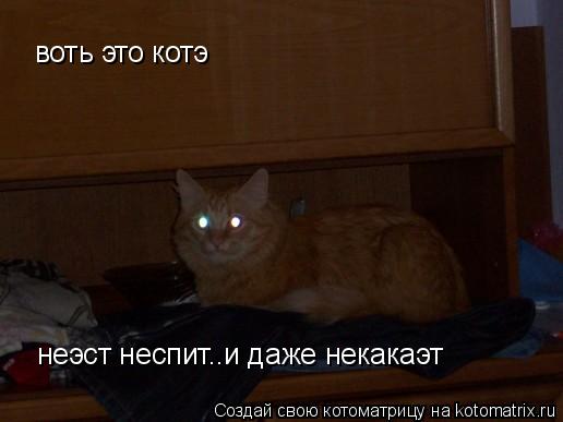 воть это котэ неэст неспит..и даже некакаэт... Котоматрица: воть это котэ неэст неспит..и даже некакаэт
