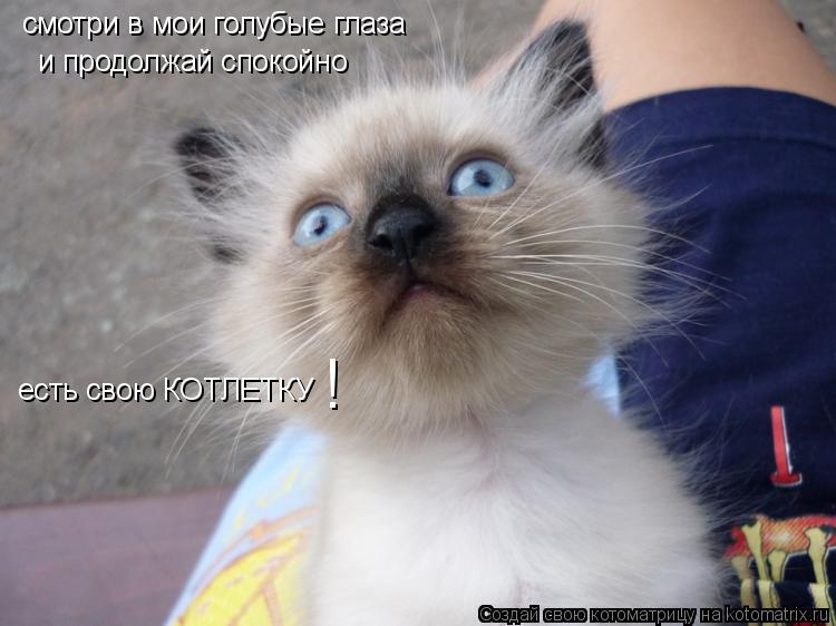 смотри в мои голубые глаза и продолжай спокойно есть свою КОТЛЕТКУ !... Котоматрица: смотри в мои голубые глаза и продолжай спокойно есть свою КОТЛЕТКУ !