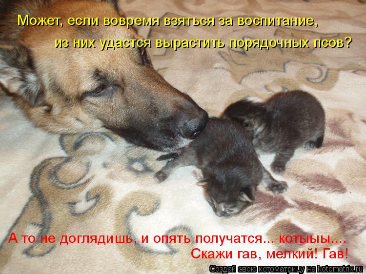 Котоматрица: Может, если вовремя взяться за воспитание, из них удастся вырастить порядочных псов? А то не доглядишь, и опять получатся... котыыы.... Скажи г