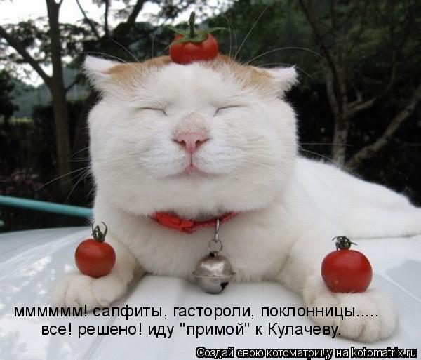 Котоматрица: мммммм! сапфиты, гастороли, поклонницы..... все! решено! иду "примой" к Кулачеву.