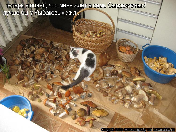 Котоматрица: теперь я понял, что меня ждет в семь Сыроежкиных! лучше бы у Рыбаковых жил....