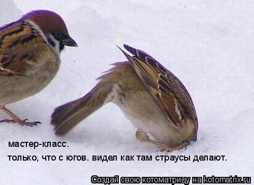 Котоматрица: только, что с югов. видел как там страусы делают. мастер-класс.