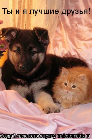 Котоматрица: Ты и я лучшие друзья!