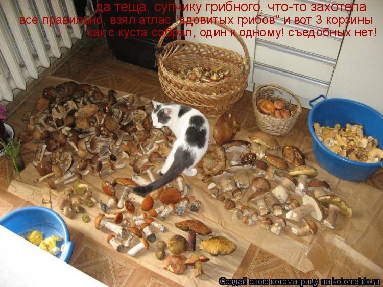 Котоматрица: да теща, супчику грибного, что-то захотела все правильно, взял атлас "ядовитых грибов" и вот 3 корзины как с куста собрал, один к одному! съедо