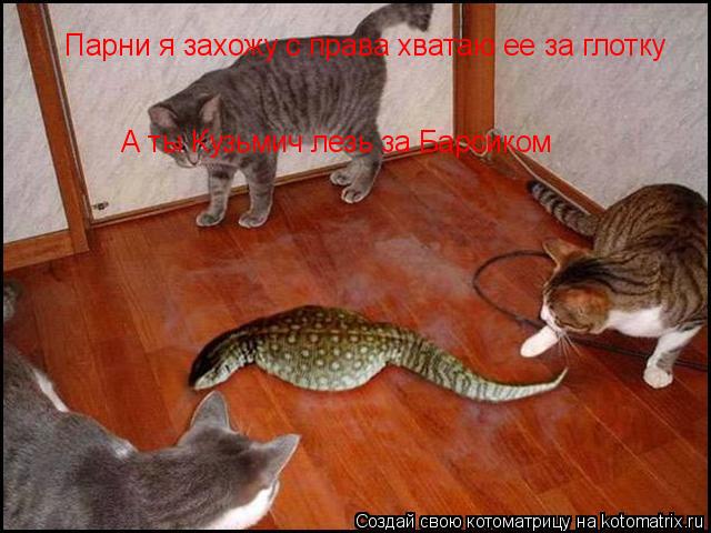 Котоматрица: Парни я захожу с права хватаю ее за глотку  А ты Кузьмич лезь за Барсиком