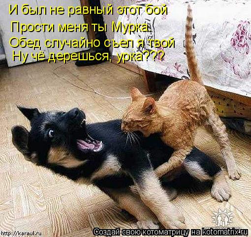 Котоматрица: И был не равный этот бой Прости меня ты Мурка. Обед случайно съел я твой Ну чё дерешься, урка???