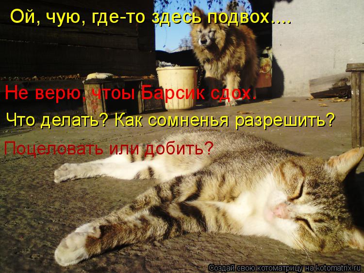 Котоматрица: Ой, чую, где-то здесь подвох.... Не верю, чтоы Барсик сдох. Что делать? Как сомненья разрешить? Поцеловать или добить?