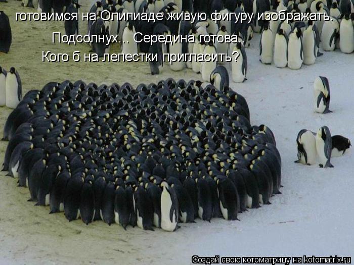 Котоматрица: готовимся на Олипиаде живую фигуру изображать. готовимся на Олипиаде живую фигуру изображать. Подсолнух... Середина готова.. Подсолнух... Се