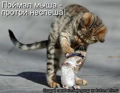 Поймал мыша - протри неспеша!... Котоматрица: Поймал мыша - протри неспеша!