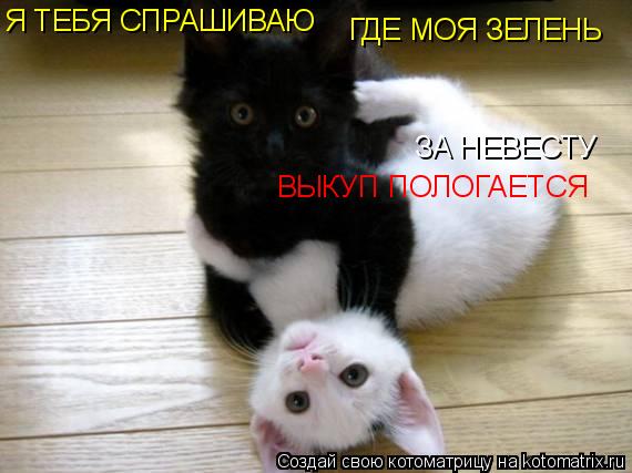 Котоматрица: Я ТЕБЯ СПРАШИВАЮ ГДЕ МОЯ ЗЕЛЕНЬ ЗА НЕВЕСТУ ВЫКУП ПОЛОГАЕТСЯ