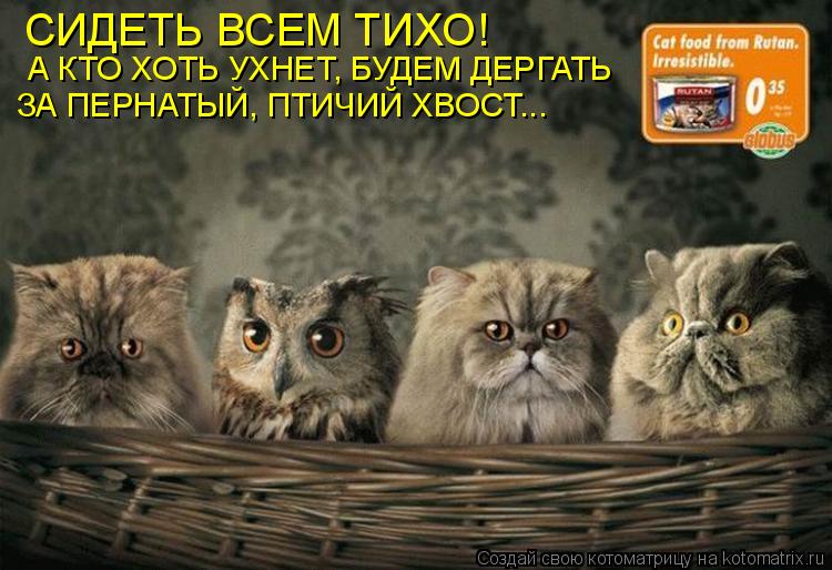 Котоматрица: СИДЕТЬ ВСЕМ ТИХО! А КТО ХОТЬ УХНЕТ, БУДЕМ ДЕРГАТЬ ЗА ПЕРНАТЫЙ, ПТИЧИЙ ХВОСТ...