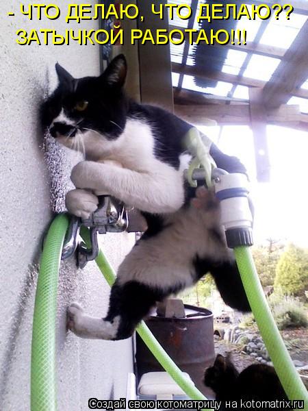 Котоматрица: - ЧТО ДЕЛАЮ, ЧТО ДЕЛАЮ?? ЗАТЫЧКОЙ РАБОТАЮ!!!